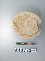 藏品(螺蓋製貝刮器)的圖片